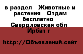  в раздел : Животные и растения » Отдам бесплатно . Свердловская обл.,Ирбит г.